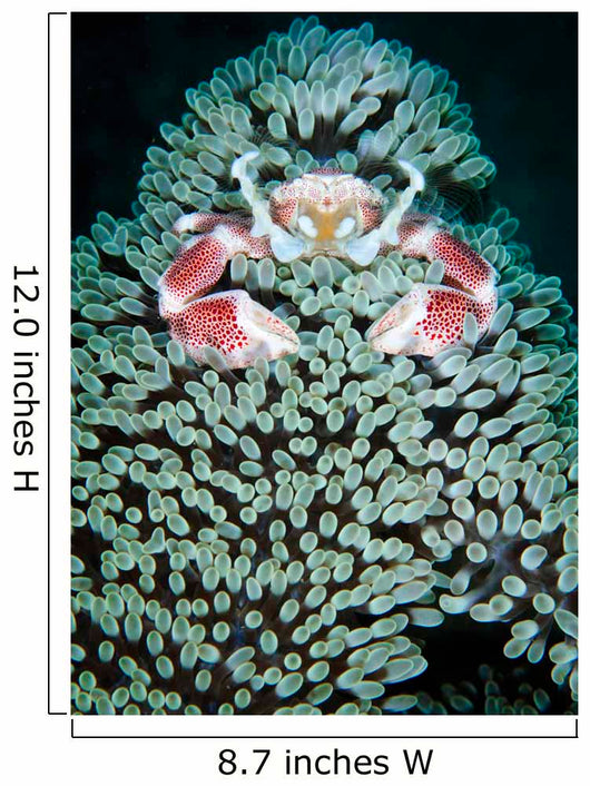 Spotted Porcelain Crab Anemone Wall Decal