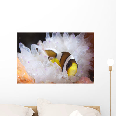Clark's Anemonefish White Anemone Wall Decal Design 2 shown on a wall