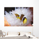 Clark's Anemonefish White Anemone Wall Decal Design 2