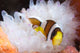 Clark's Anemonefish White Anemone Wall Decal Design 2