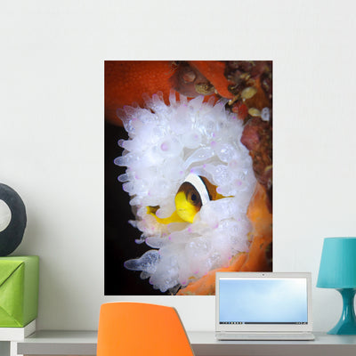 Clark's Anemonefish White Anemone Wall Decal Design 1 shown on a wall