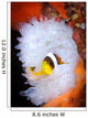 Clark's Anemonefish White Anemone Wall Decal Design 1
