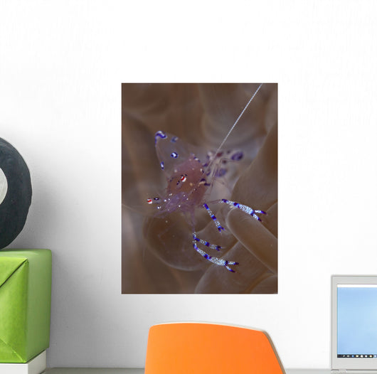 Sarasvati Anemone Shrimp Anemone Wall Decal