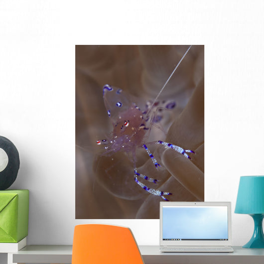 Sarasvati Anemone Shrimp Anemone Wall Decal