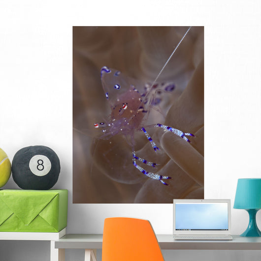 Sarasvati Anemone Shrimp Anemone Wall Decal