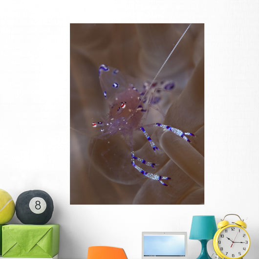 Sarasvati Anemone Shrimp Anemone Wall Decal