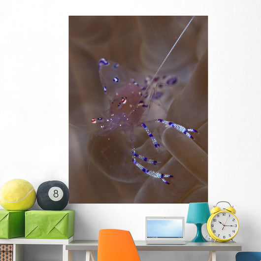 Sarasvati Anemone Shrimp Anemone Wall Decal