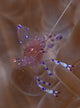 Sarasvati Anemone Shrimp Anemone Wall Decal