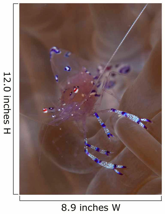 Sarasvati Anemone Shrimp Anemone Wall Decal