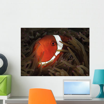 Spinecheek Anemonefish Gorontalo Indonesia Wall Decal shown on a wall