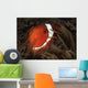 Spinecheek Anemonefish Gorontalo Indonesia Wall Decal