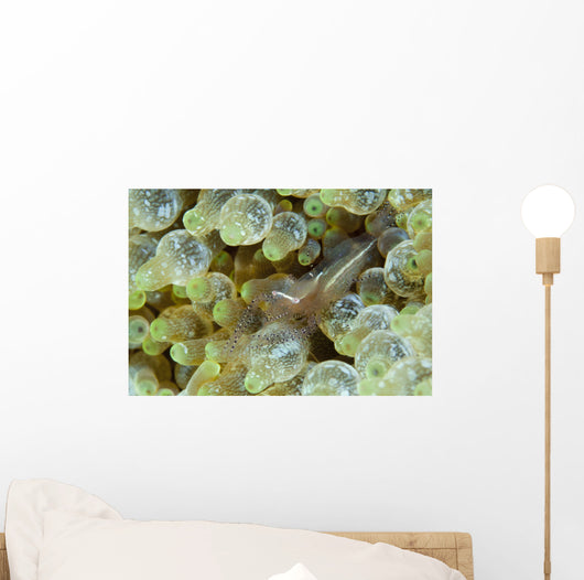 Ornate Anemone Shrimp Anemone Wall Decal