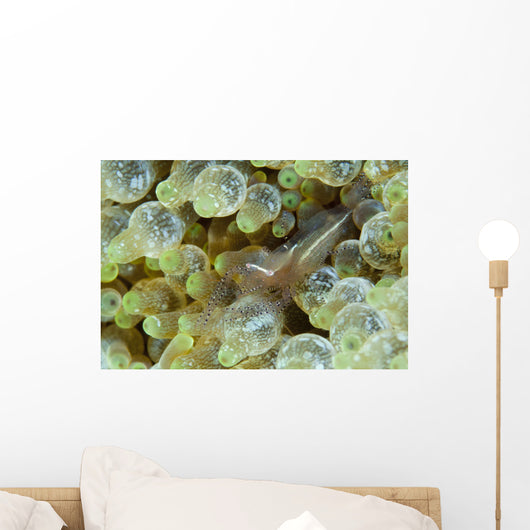 Ornate Anemone Shrimp Anemone Wall Decal