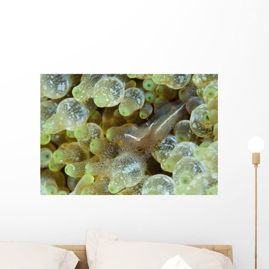 Ornate Anemone Shrimp Anemone Wall Decal