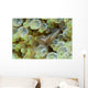 Ornate Anemone Shrimp Anemone Wall Decal