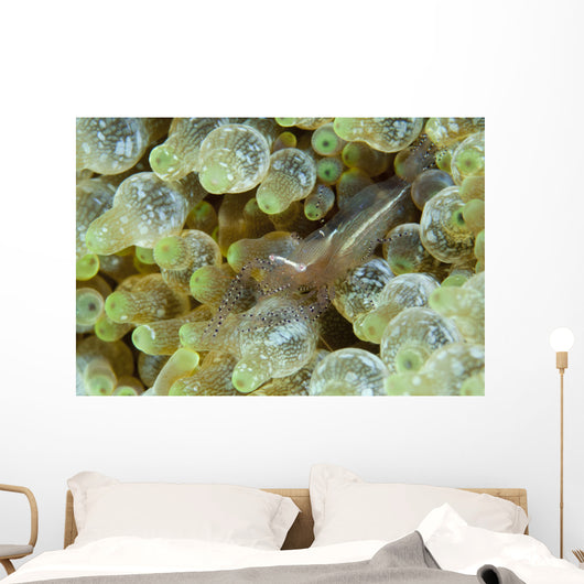 Ornate Anemone Shrimp Anemone Wall Decal