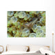 Ornate Anemone Shrimp Anemone Wall Decal