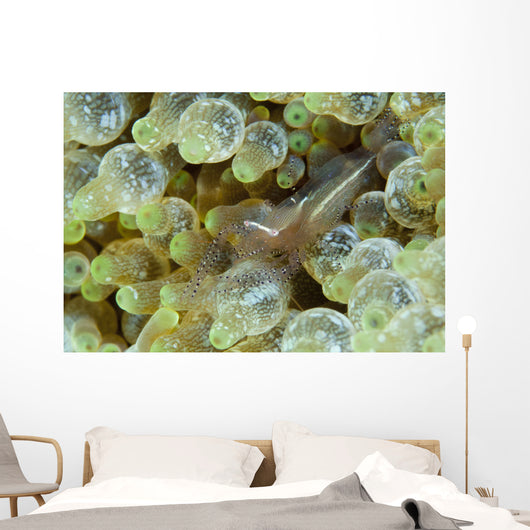 Ornate Anemone Shrimp Anemone Wall Decal