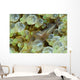 Ornate Anemone Shrimp Anemone Wall Decal