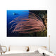 Grand Sea Whip with Wall Decal Design 2
