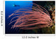 Grand Sea Whip with Wall Decal Design 2