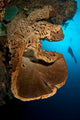 Salvador Dali Sponge with Wall Decal Design 1