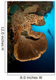 Salvador Dali Sponge with Wall Decal Design 1