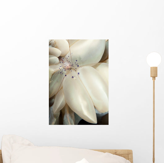 Rare Coleman's Coral Shrimp Wall Decal