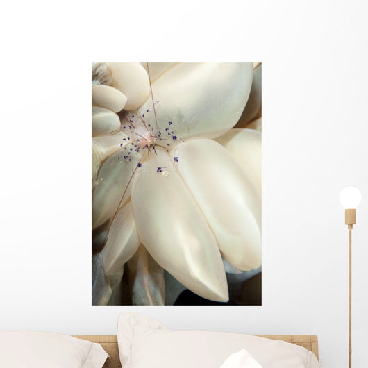 Rare Coleman's Coral Shrimp Wall Decal