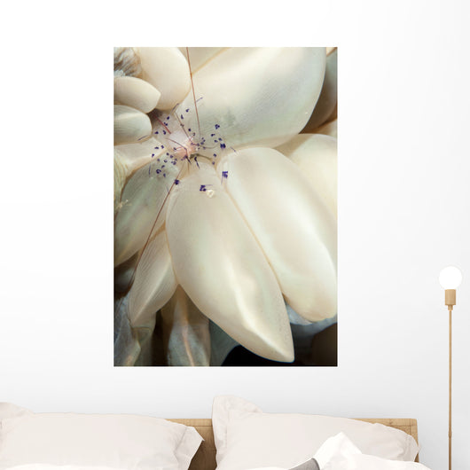 Rare Coleman's Coral Shrimp Wall Decal