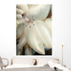Rare Coleman's Coral Shrimp Wall Decal