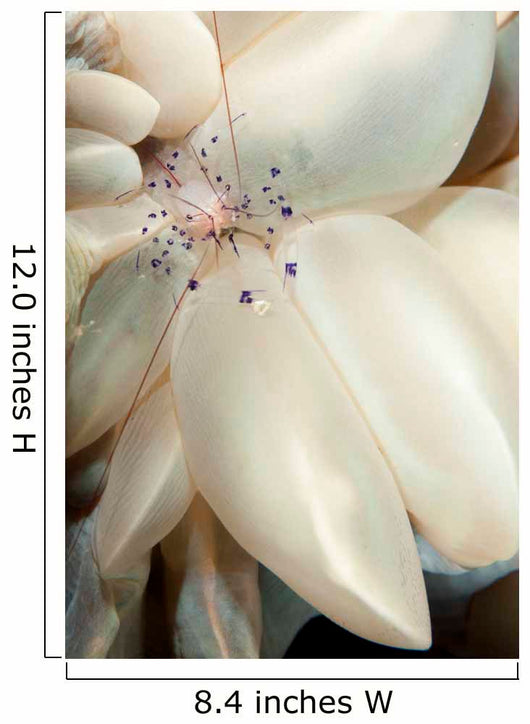 Rare Coleman's Coral Shrimp Wall Decal