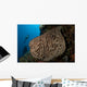 Salvador Dali Sponge Wall Decal