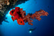 Diver Looks Bright Red Wall Decal Design 2