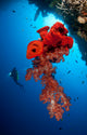 Diver Looks Bright Red Wall Decal Design 1
