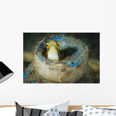 Short-head Sabretooth Blenny Peering Wall Decal Design 2 shown on a wall