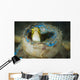 Short-head Sabretooth Blenny Peering Wall Decal Design 2