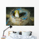 Short-head Sabretooth Blenny Peering Wall Decal Design 2