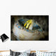 Short-head Sabretooth Blenny Peering Wall Decal Design 1