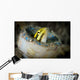 Short-head Sabretooth Blenny Peering Wall Decal Design 1