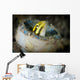 Short-head Sabretooth Blenny Peering Wall Decal Design 1
