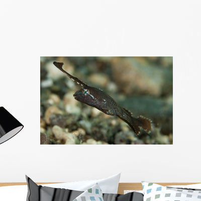 Peacock Razorfish Gorontalo Indonesia Wall Decal shown on a wall