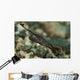 Peacock Razorfish Gorontalo Indonesia Wall Decal