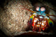 Peacock Mantis Shrimp Peering Wall Decal