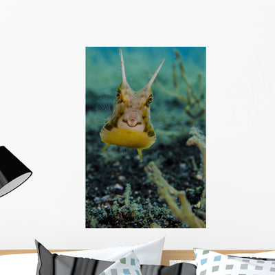 Longhorn Cowfish Lembeh Strait Wall Decal shown on a wall