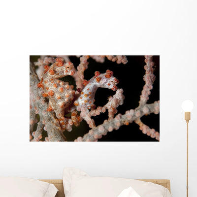 Pair Pygmy Seahorse Sea Wall Decal shown on a wall