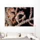 Pair Pygmy Seahorse Sea Wall Decal