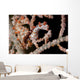 Pair Pygmy Seahorse Sea Wall Decal