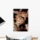 Pygmy Seahorse Sea Fan Wall Decal