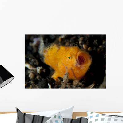 Juvenile Hairy Frogfish Lembeh Wall Decal Design 2 shown on a wall